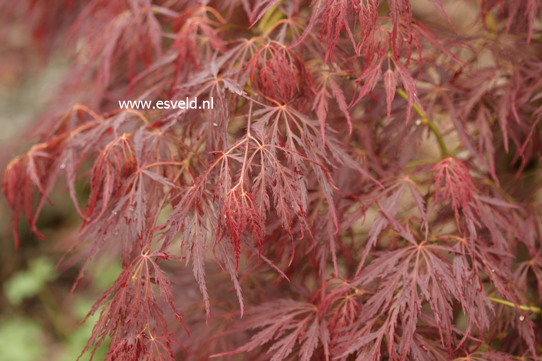 Acer palmatum 'Mioun'