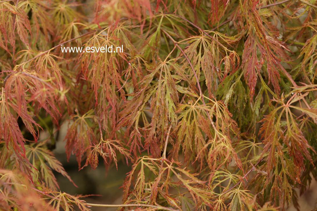 Acer palmatum 'Otto's Dissectum'