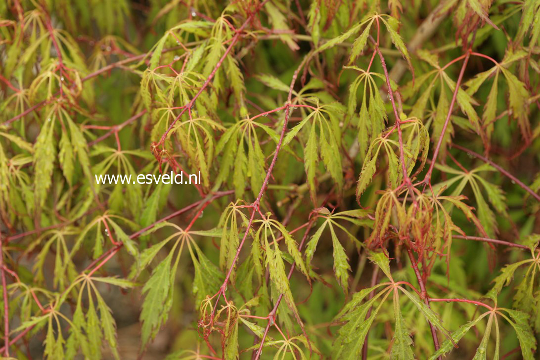 Acer palmatum 'Spring Delight'