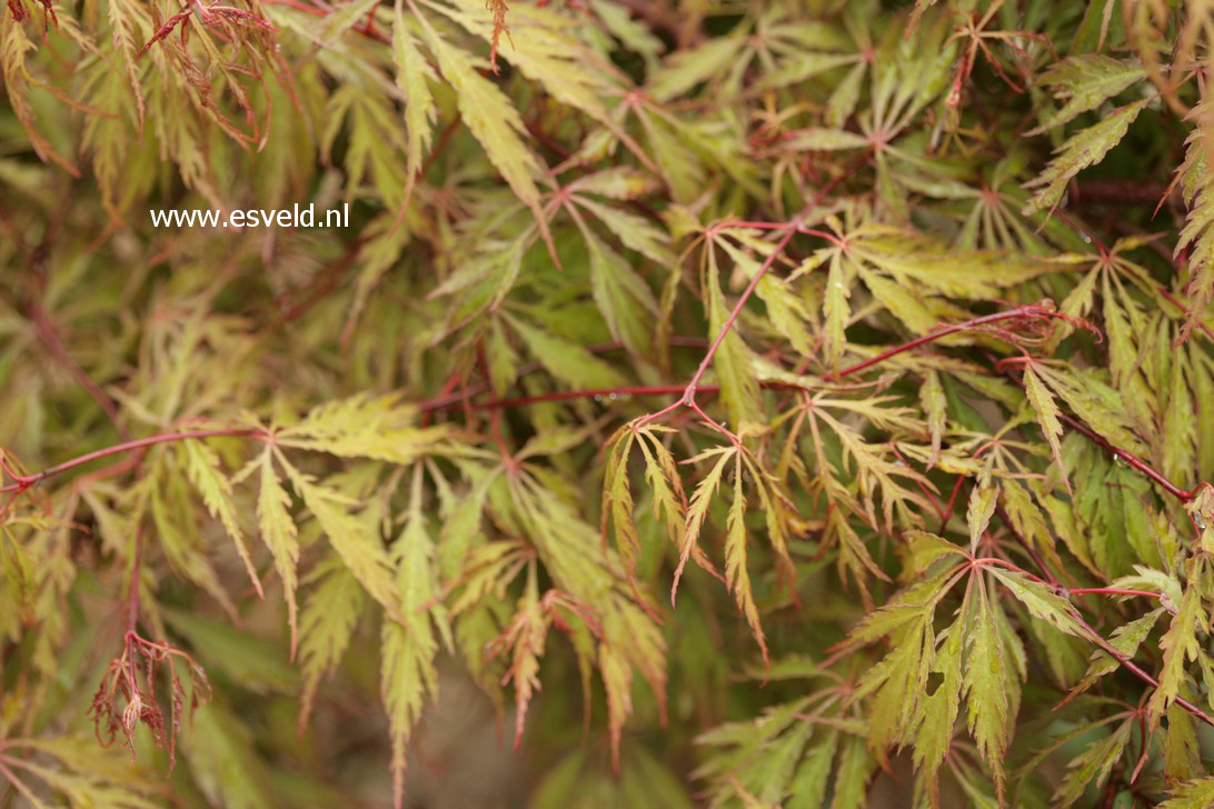 Acer palmatum 'Kyogu shidare'