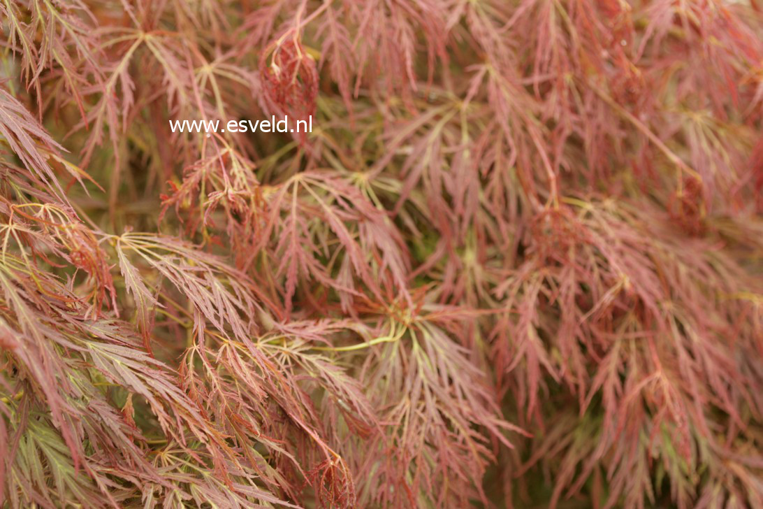 Acer palmatum 'Irish Lace'