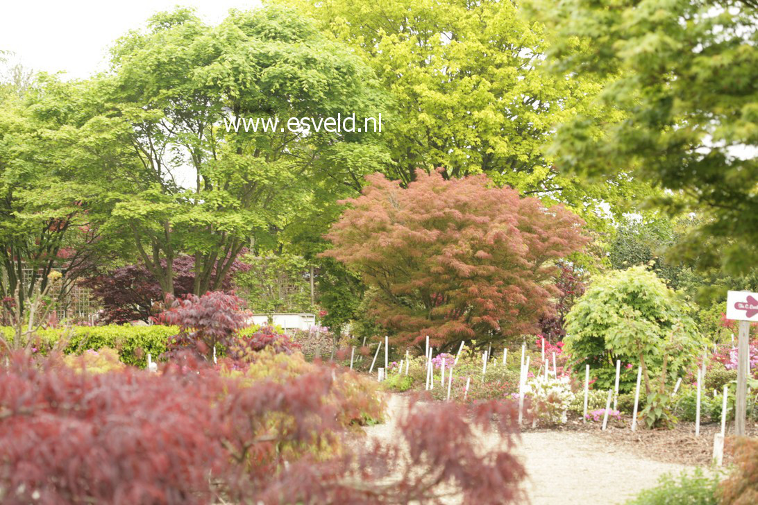 Acer palmatum 'Villa Taranto'