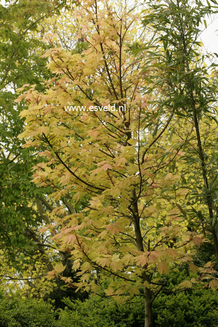 Acer pseudoplatanus 'Prinz Handjery'