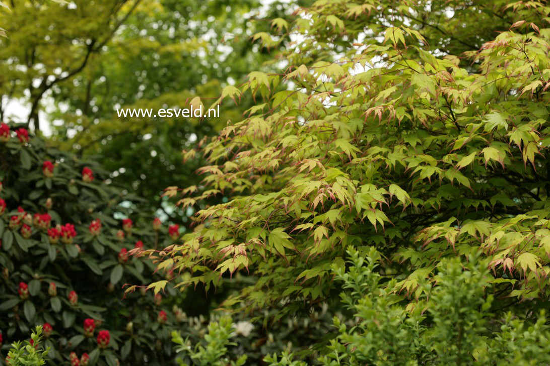 Acer palmatum 'Tsuma gaki'