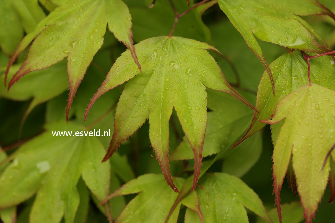 Acer palmatum 'Tsuma gaki'