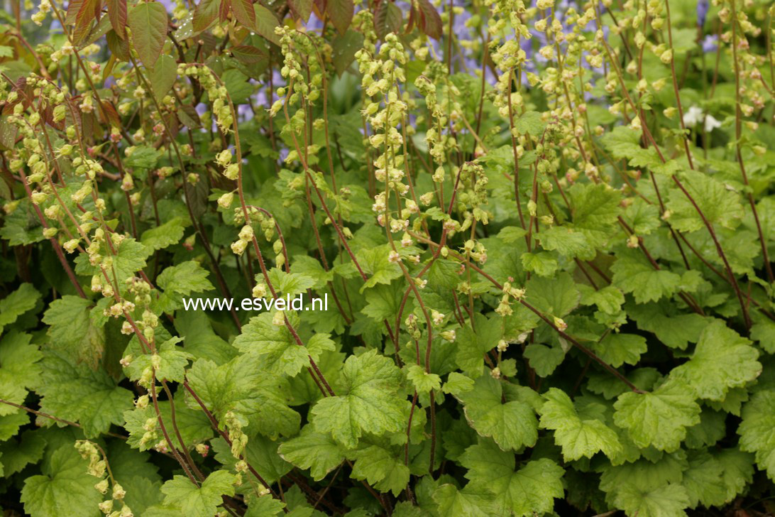 Tellima grandiflora 'Rubra'