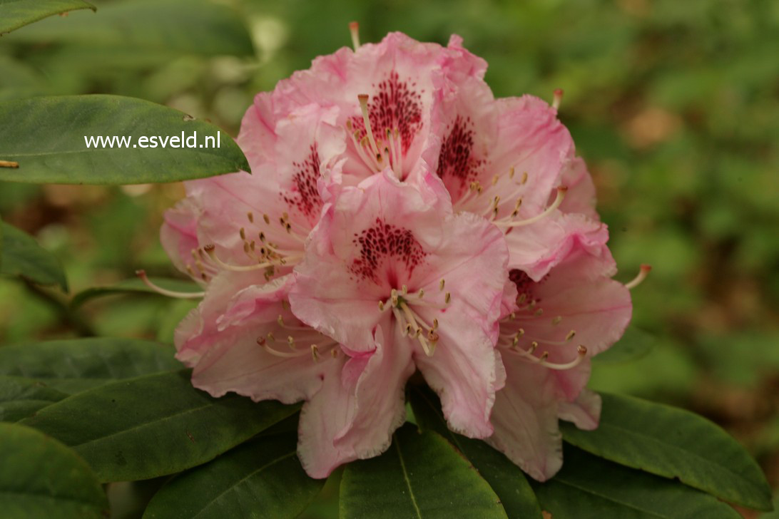 Rhododendron 'Albert Schweitzer'
