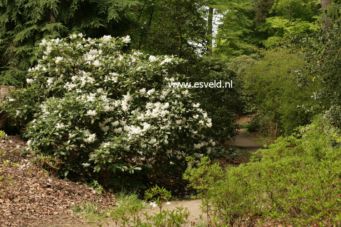 Rhododendron 'Cunningham's White'