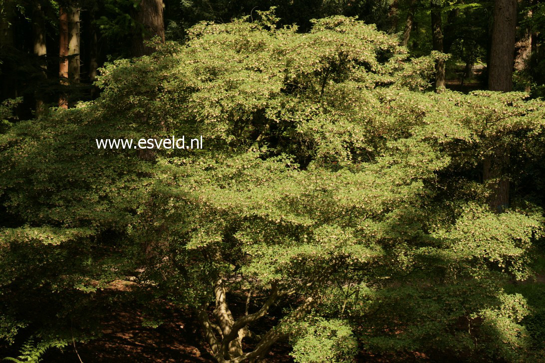 Enkianthus campanulatus