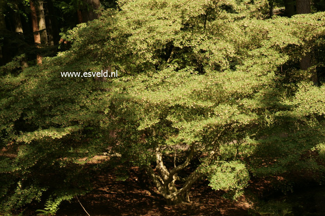 Enkianthus campanulatus