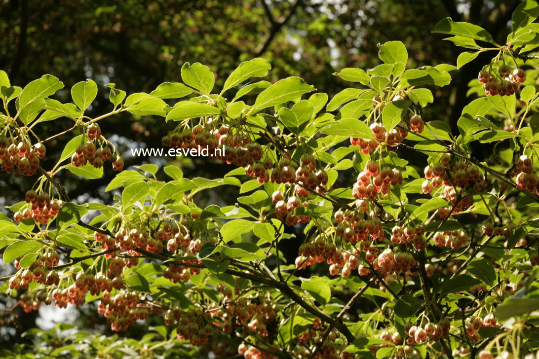 Enkianthus campanulatus