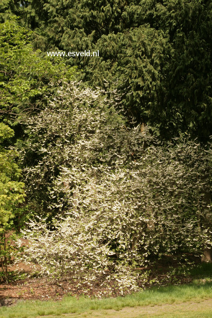 Halesia monticola