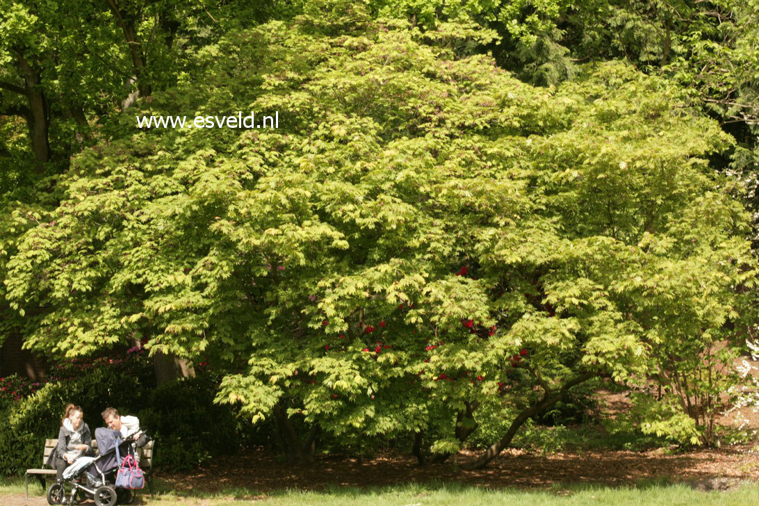 Acer japonicum 'Aconitifolium'