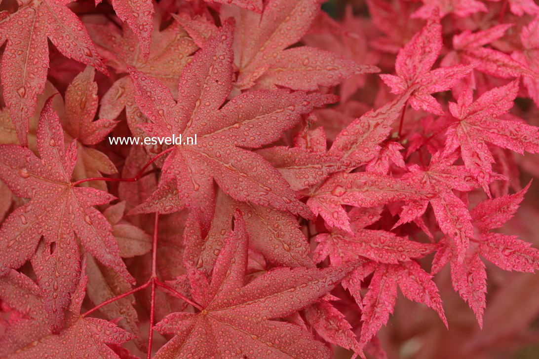 Acer palmatum 'Otome zakura'