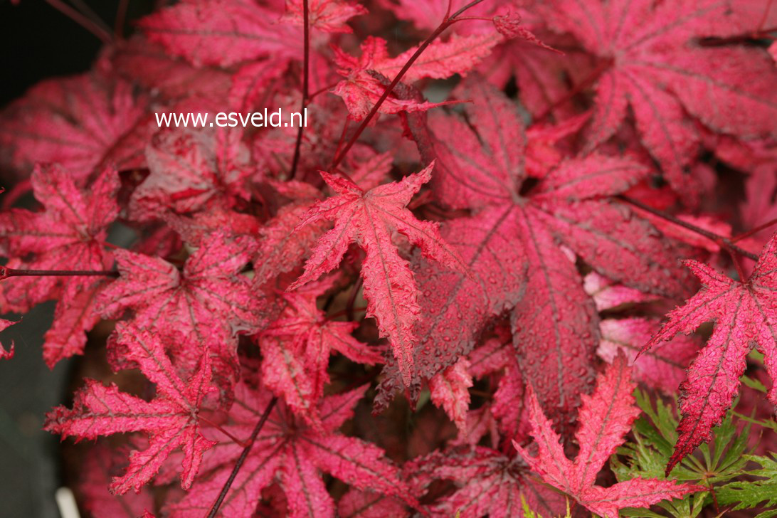 Acer palmatum 'Amagi shigure'