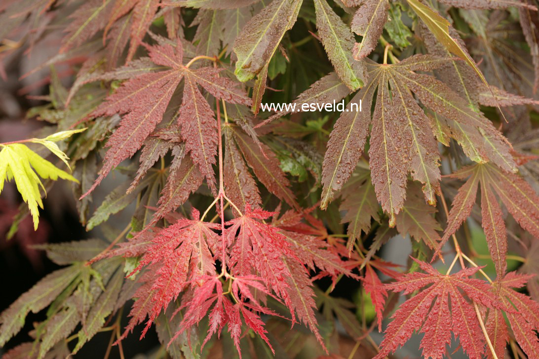Acer palmatum 'Yama no suso'