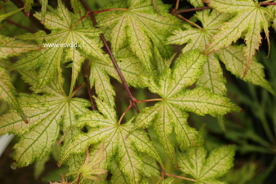 Acer palmatum 'Ghost Dancer'