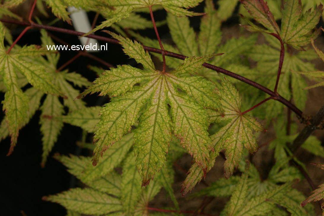 Acer palmatum 'Grandma Ghost'