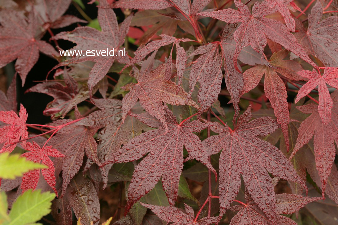 Acer palmatum 'Novum'