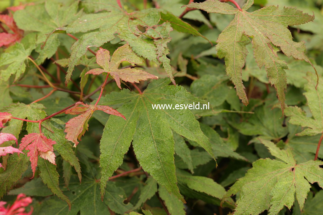 Acer palmatum 'Rugose'