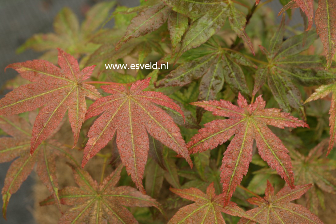 Acer palmatum 'Peaches and Cream'