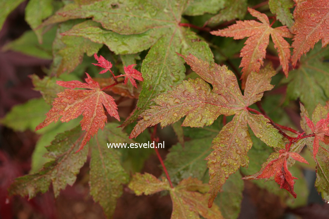 Acer palmatum 'Rugose'