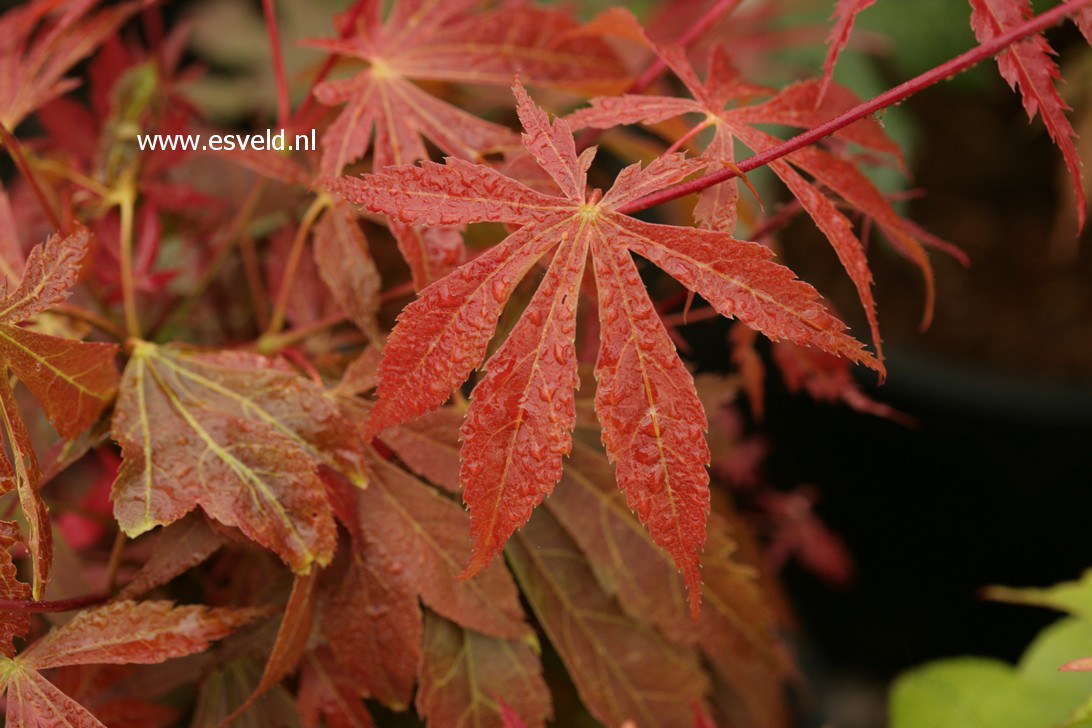 Acer palmatum 'Fior d'Arancio'