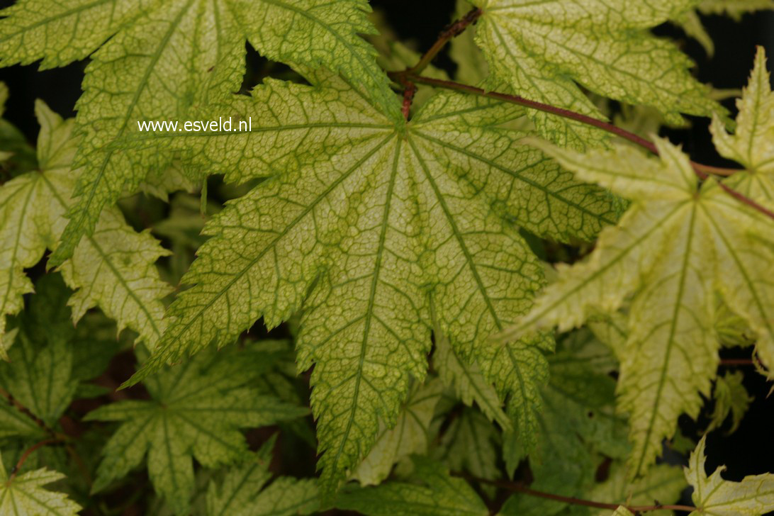 Acer palmatum 'Alpine Silver Thread'