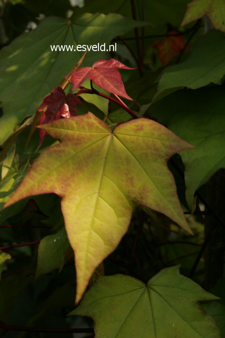 Acer cappadocicum