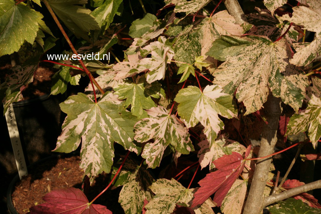 Acer pseudoplatanus 'Eskimo Sunset'