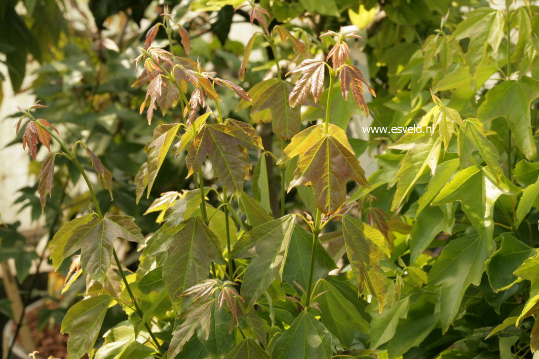 Acer buergerianum 'Hime kaede'