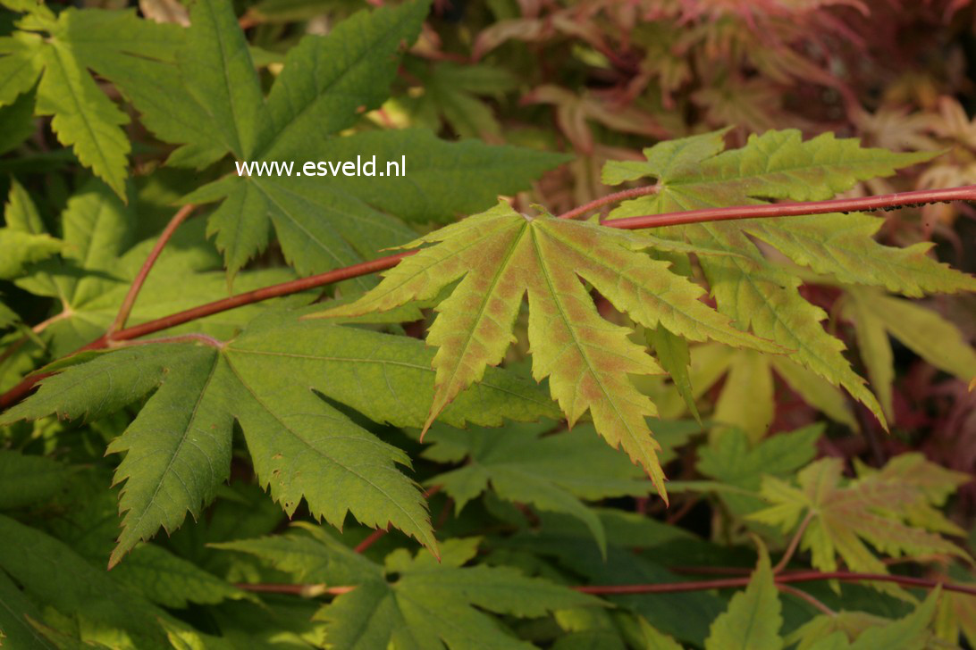 Acer pseudosieboldianum