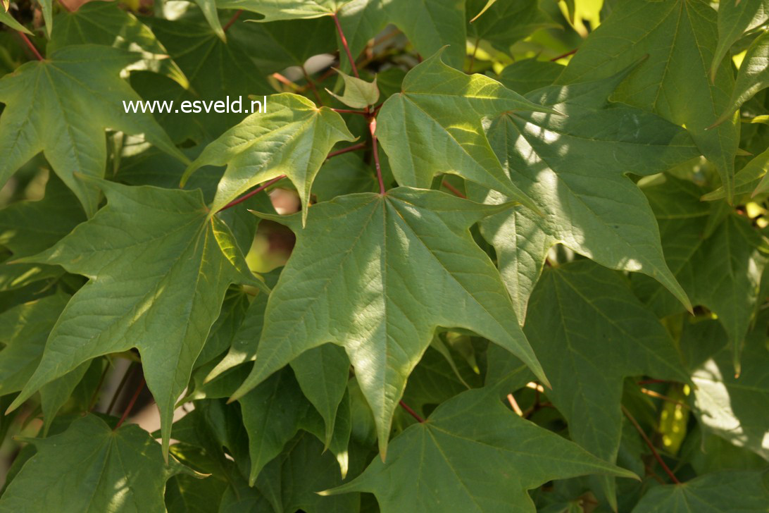 Acer longipes