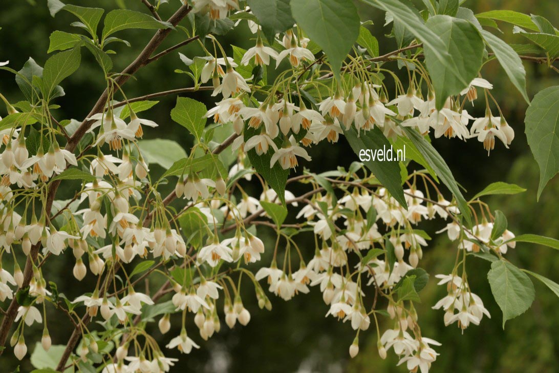 Styrax japonicus 'Snowfall'