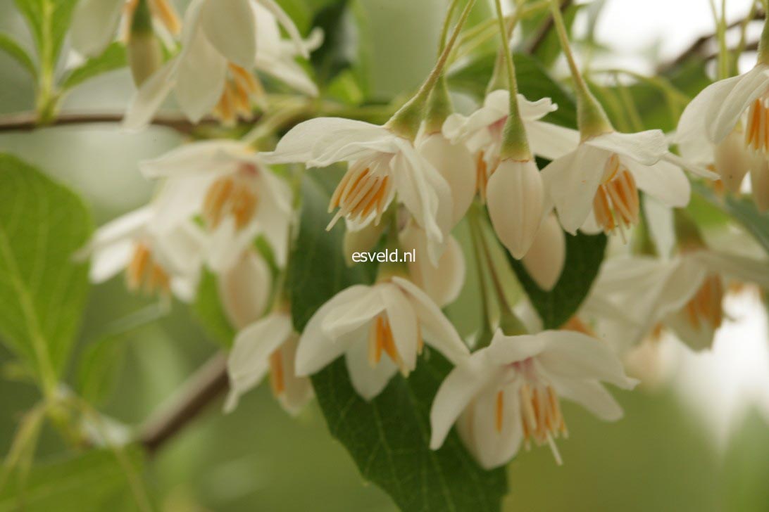 Styrax japonicus 'Snowfall'