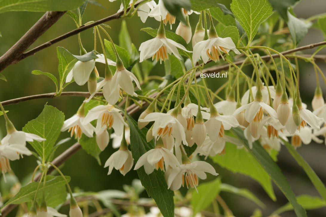 Styrax japonicus 'Snowfall'