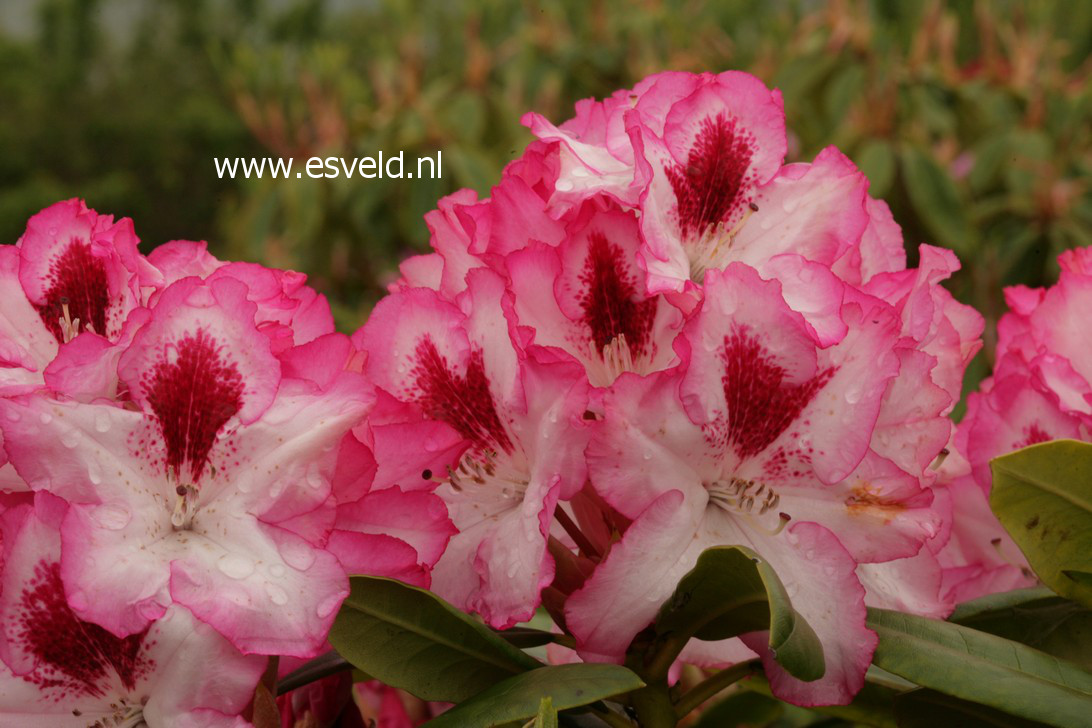 Rhododendron 'Hachmann's Charmant'