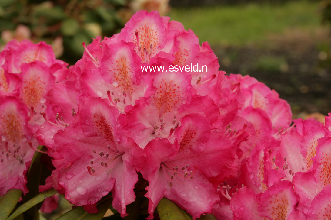 Rhododendron 'Lausitz'