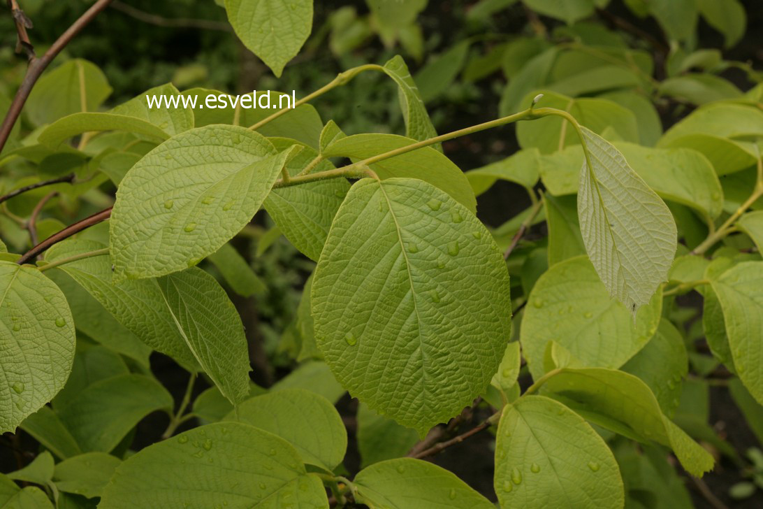 Styrax obassia