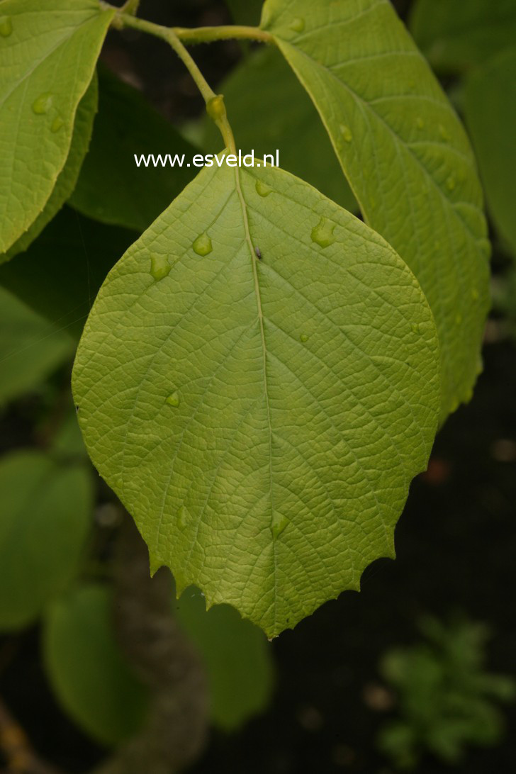 Styrax obassia