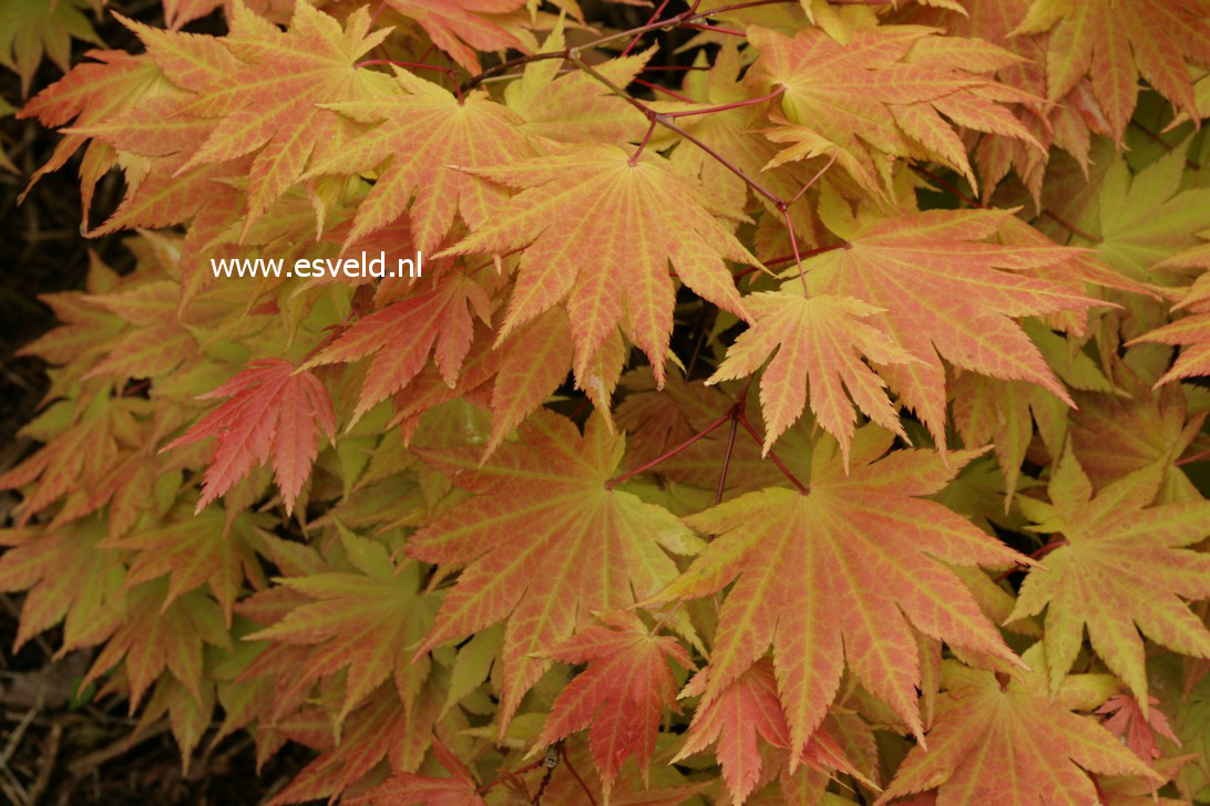 Acer shirasawanum 'Autumn Moon'