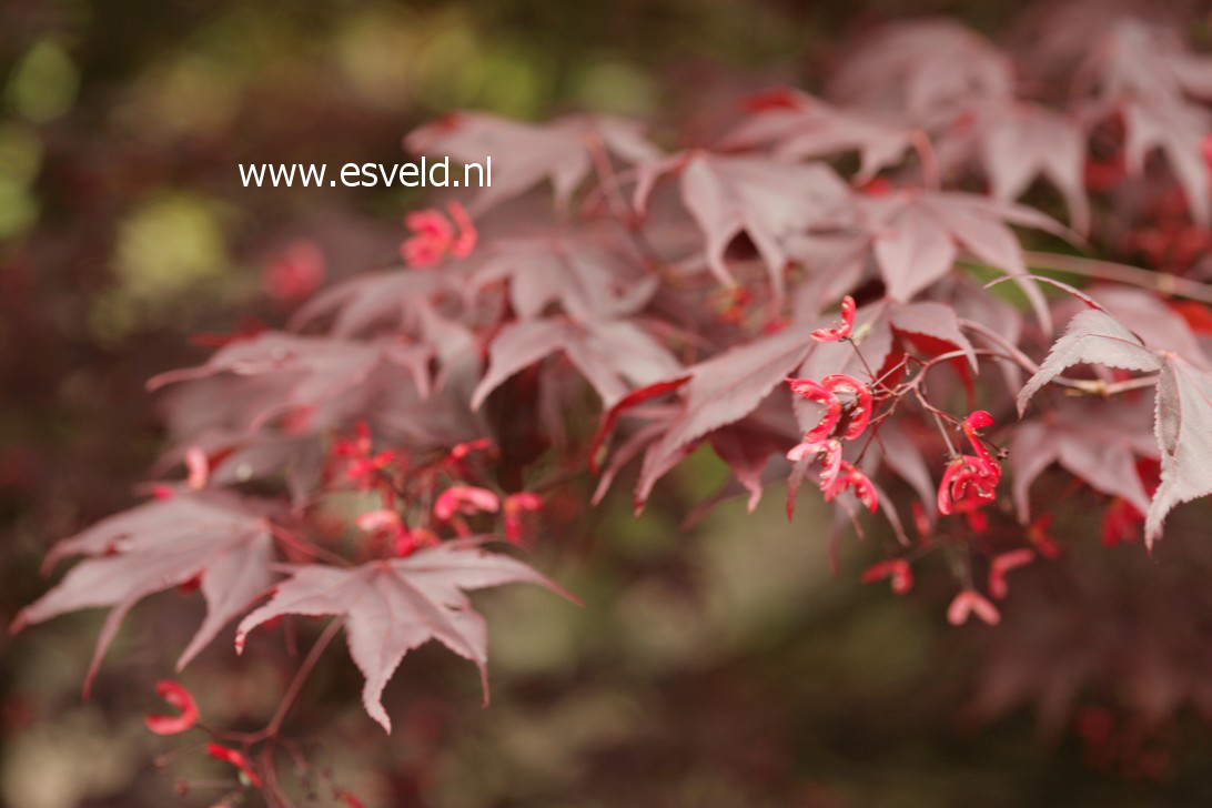 Acer palmatum 'Bloodgood'