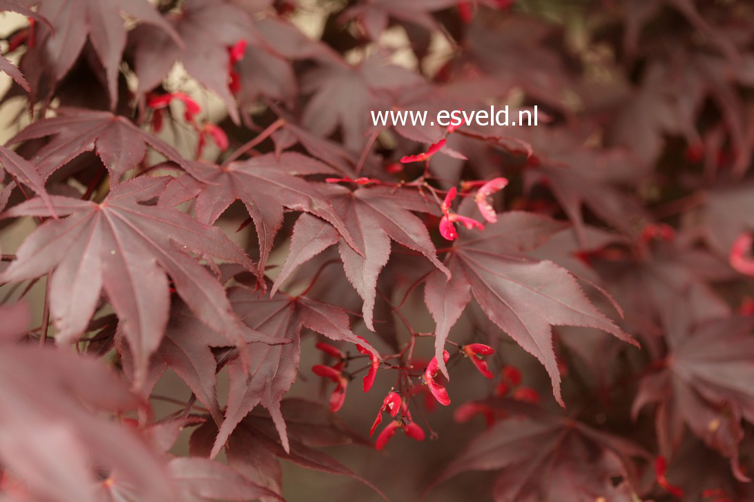 Acer palmatum 'Bloodgood'