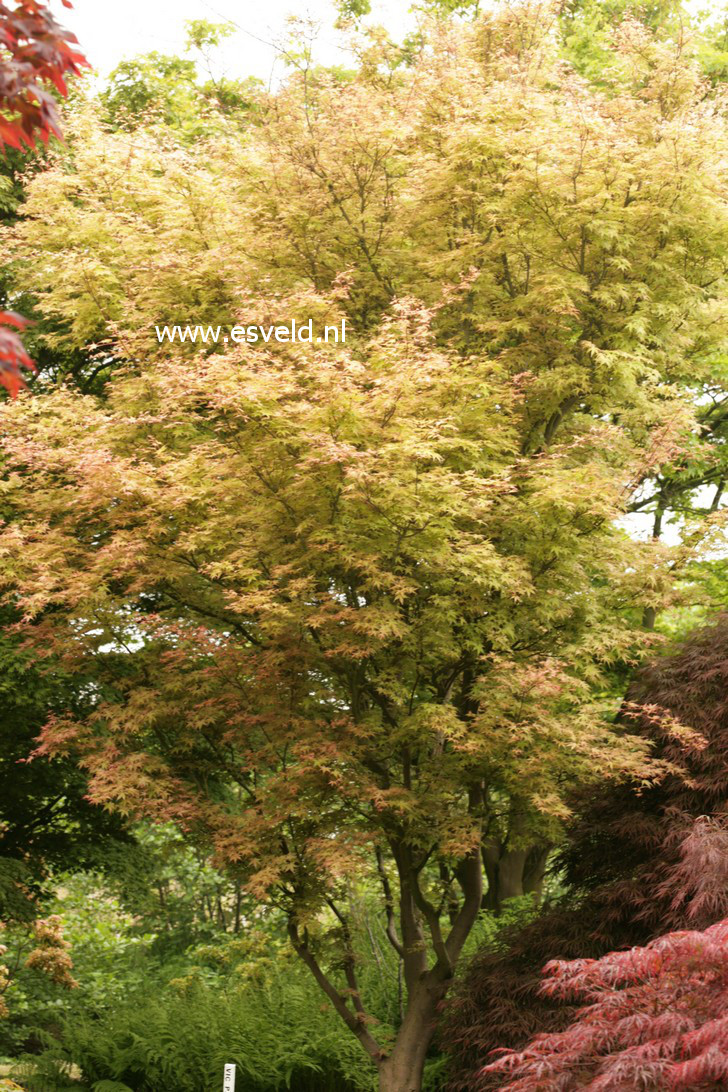 Acer palmatum 'Beni tsukasa'