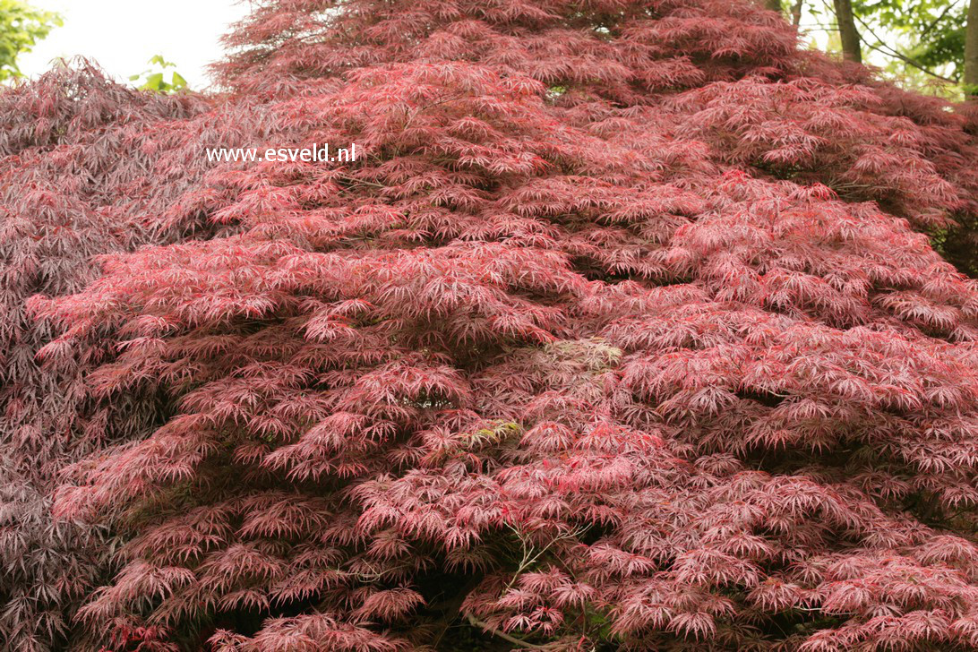 Acer palmatum 'Garnet'