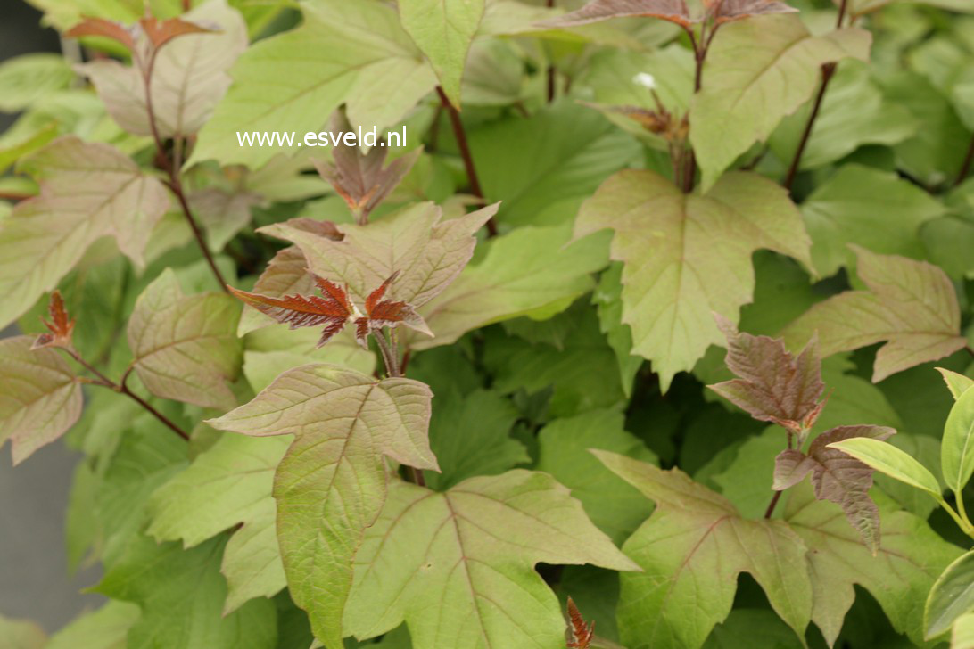 Viburnum sargentii 'Onondaga'
