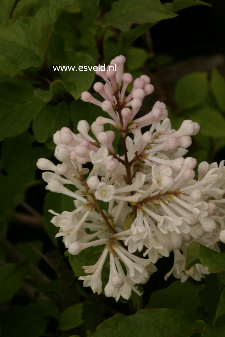 Syringa henryi 'Summer White'