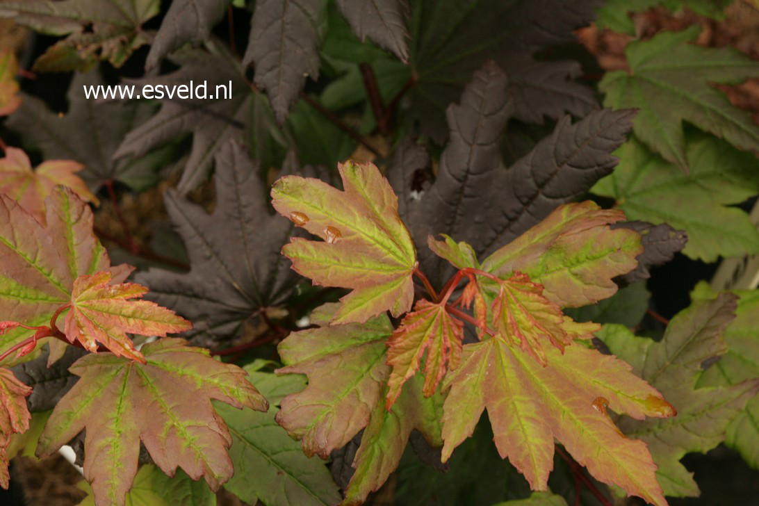 Acer circinatum 'Burgundy Jewel'