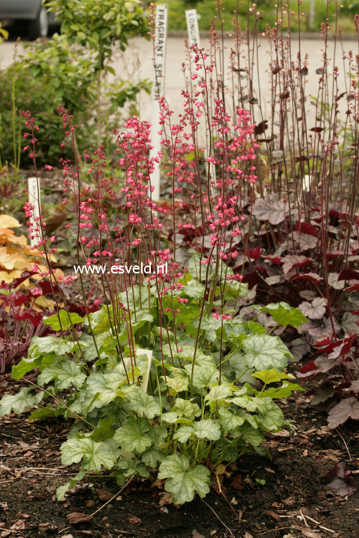 Heuchera 'Paris'