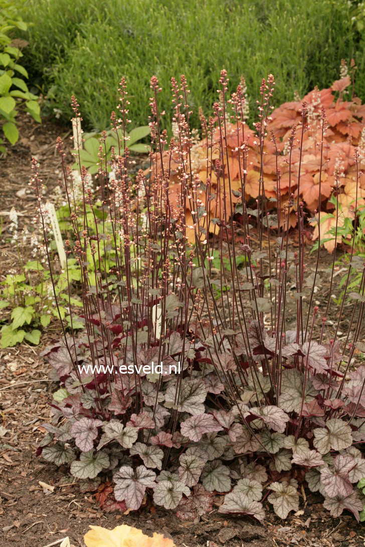 Heuchera 'Silver Scrolls'